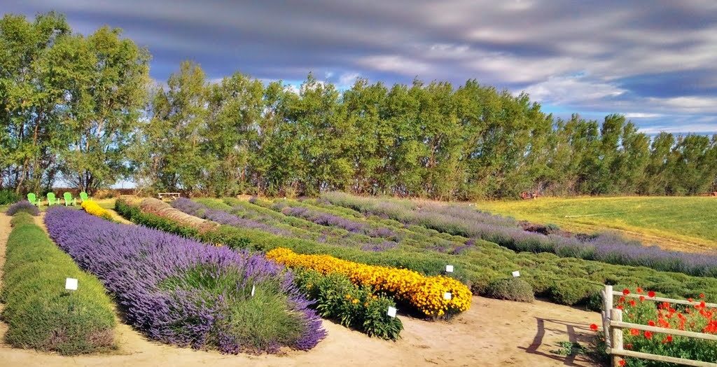 Blue Mountain Lavender Farm Visit Walla Walla