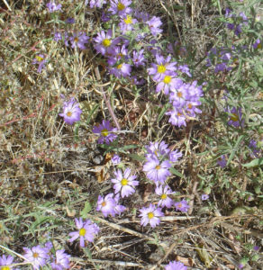 Asters b