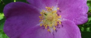 Nootka Rose Bloom photo by Mike Denny