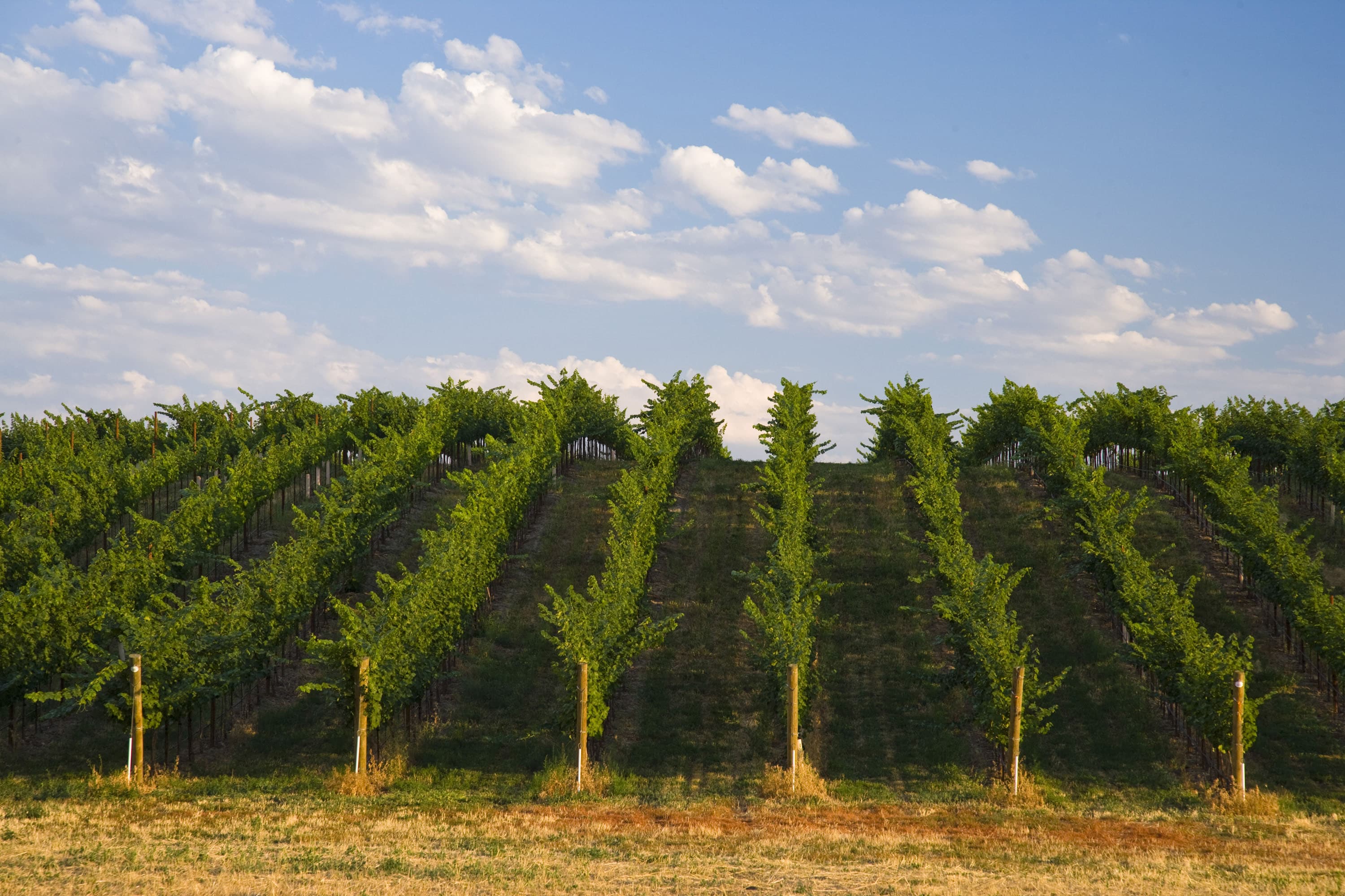 Walla Walla Event Calendar - Plan a Visit to Walla Walla, WA