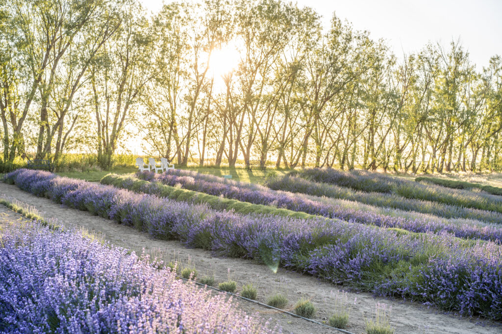Blue Mountain Lavender Farm