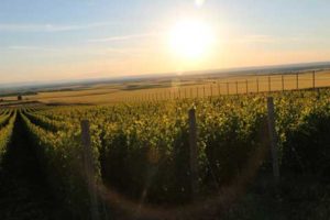 Reynvaan Family Vineyards - Visit Walla Walla