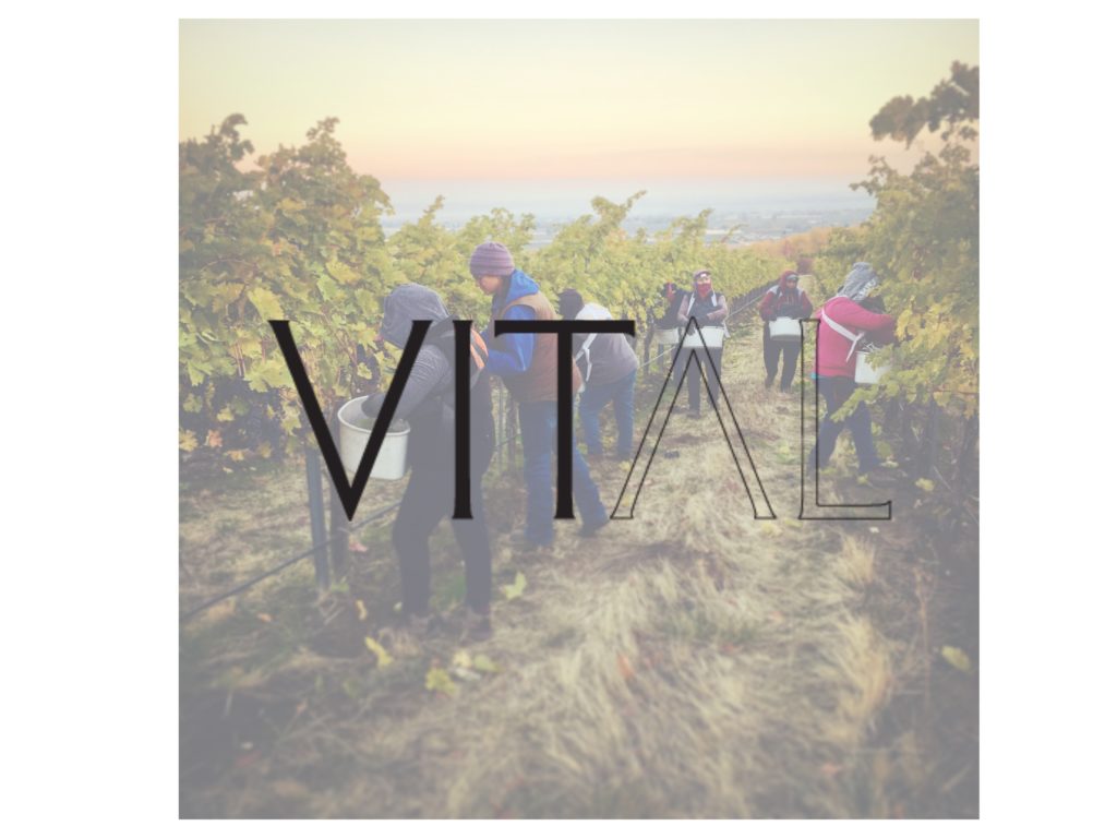 Vital Wines Visit Walla Walla