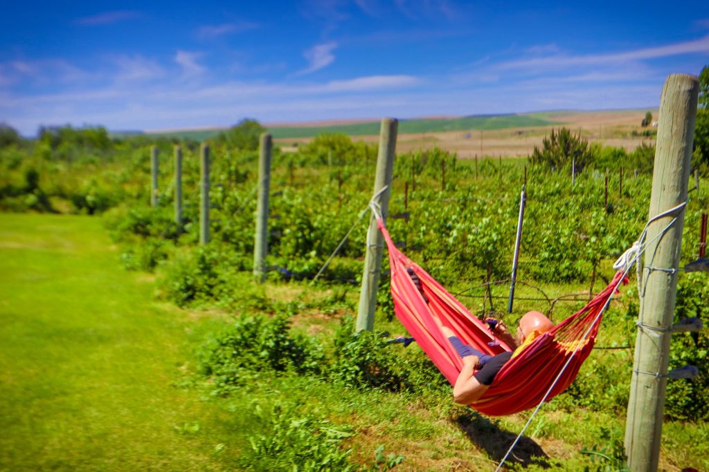 Person in red hammock outside with grape vines in the background