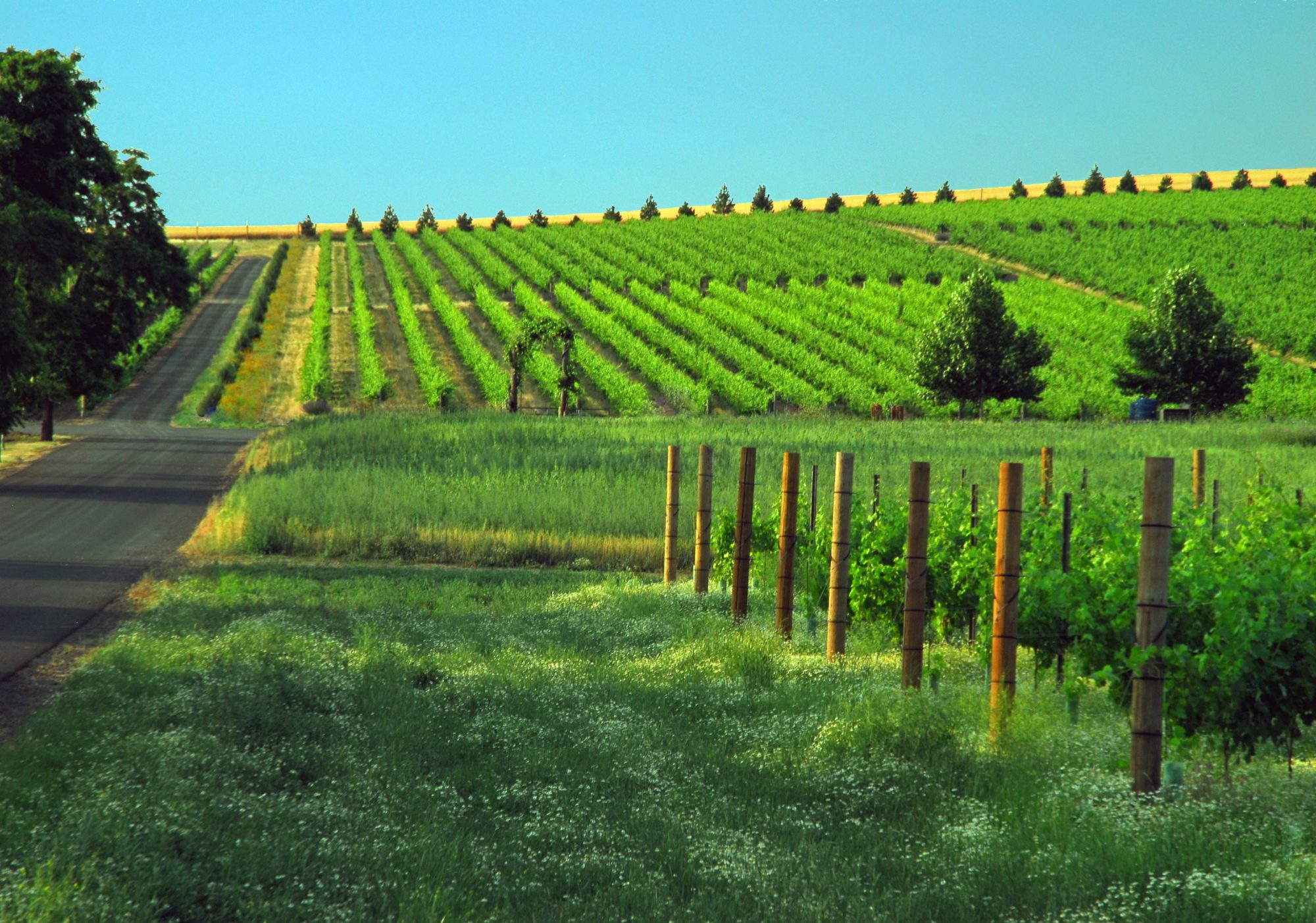 Walla Walla Wine Events Seasonal Releases, Celebrations, & More