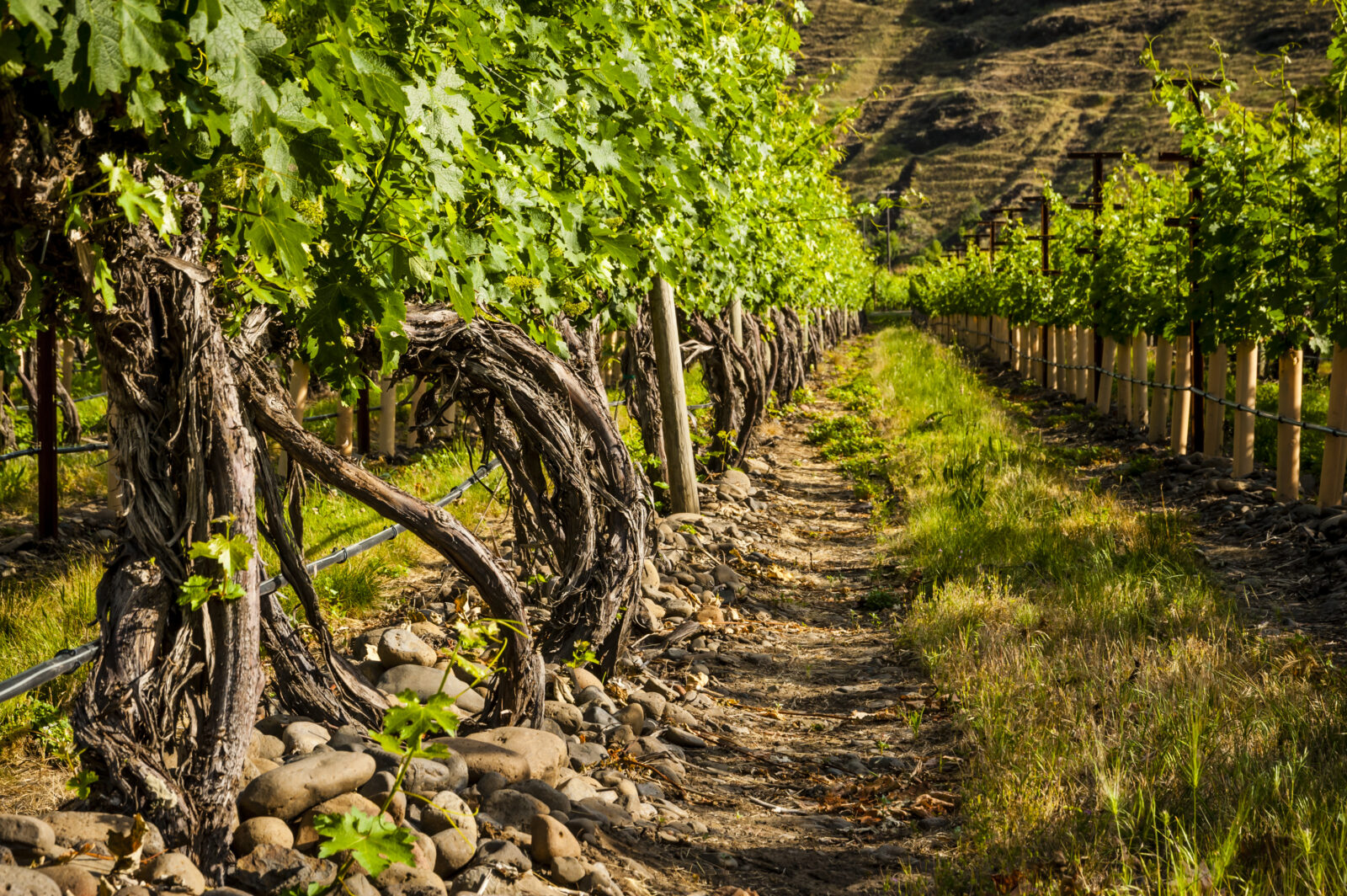 MONGATA Winery Visit Walla Walla