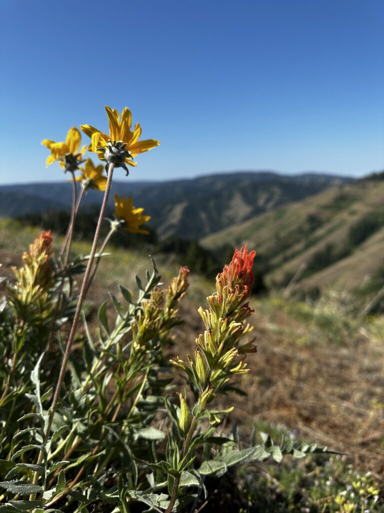 Wildflowers blooming on the trail