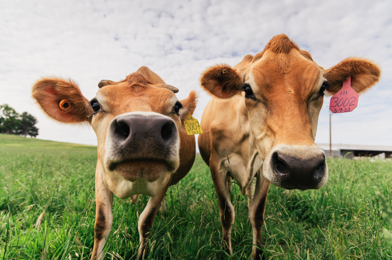Two cows in a field