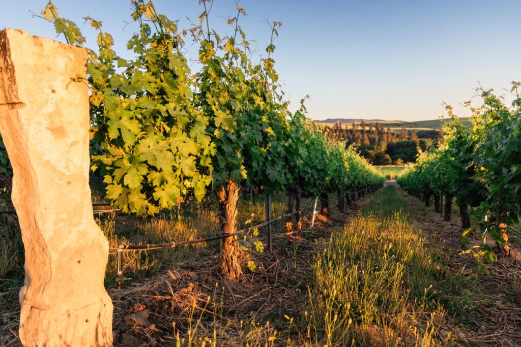 Figgins vineyard view at vines