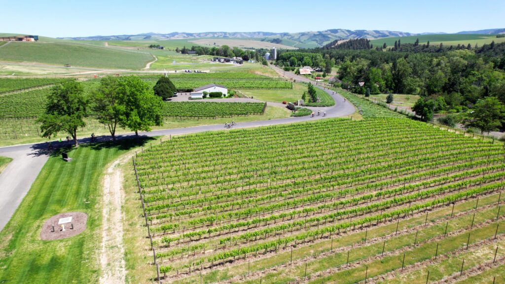 Bike Camp Walla Walla riding through a vineyard