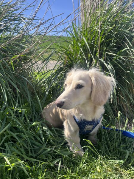 Dachshund in tall grass