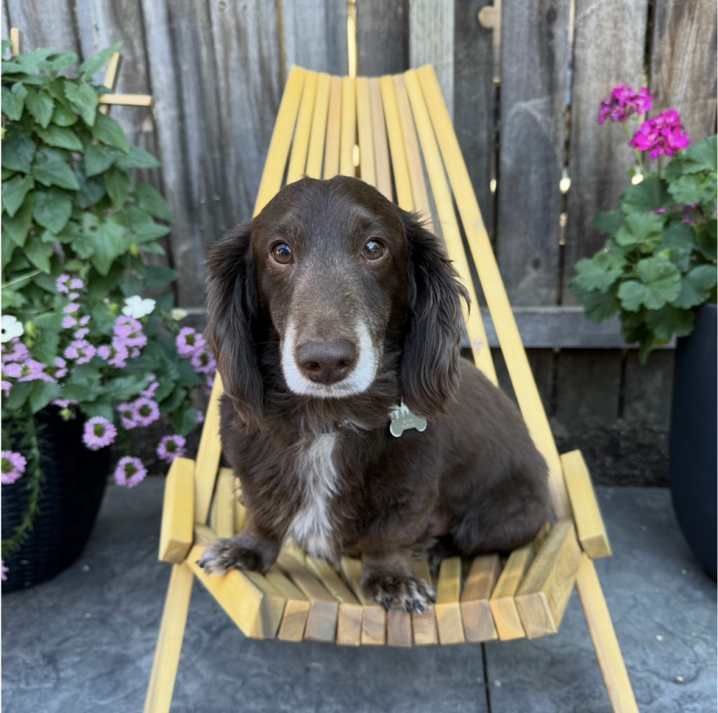 Brown dachshund