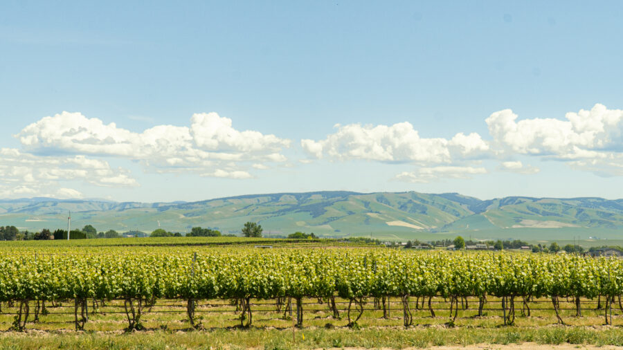 Bledsoe vineyard